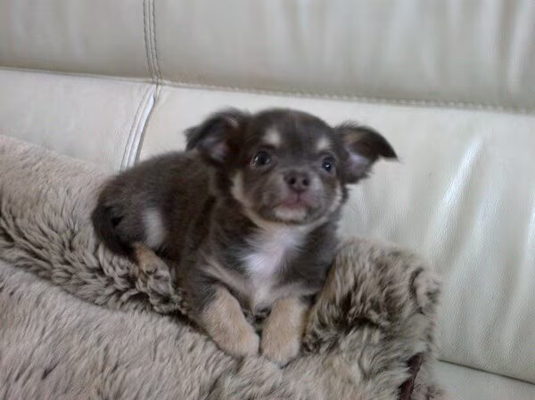 Chihuahua