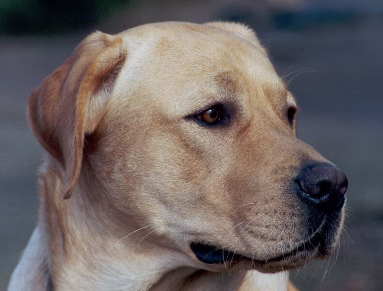 Labrador