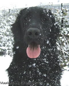 Flat Coated Retriever
