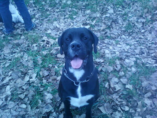 Cane Corso Italiano