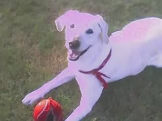 Labrador