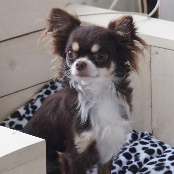 chihuahua-lovers