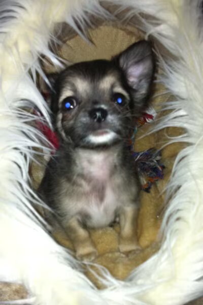 Chihuahua