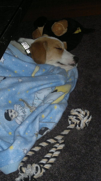 baan Bot Arthur Conan Doyle Honden fotowedstrijd: Slapen onder de warme deken