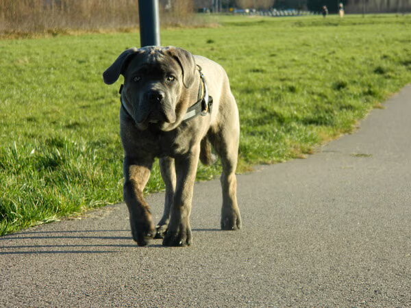 Cane Corso Italiano