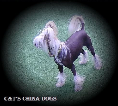 Chinese Naakthond