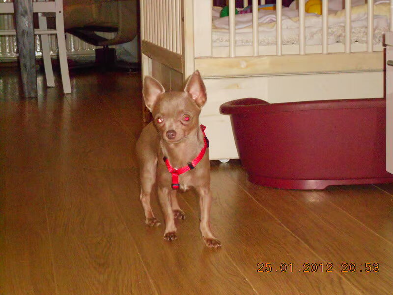 Chihuahua