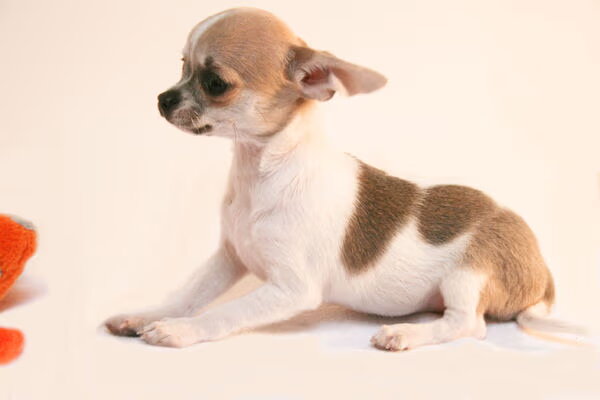 Chihuahua