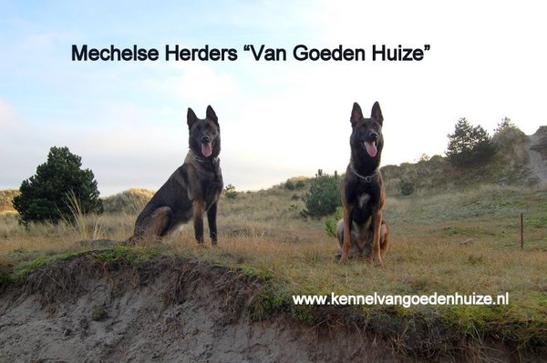 Kennel Van Goeden Huize