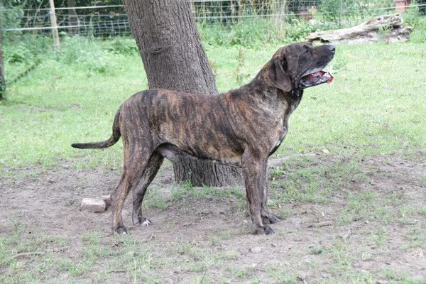 De Sol Casa Kennel