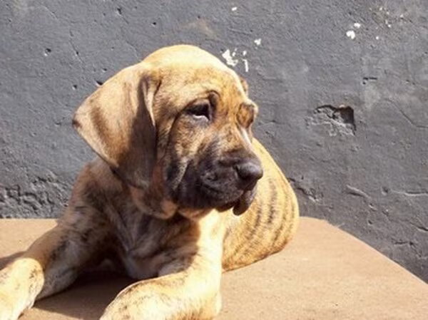 De Sol Casa Kennel