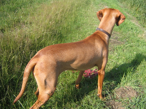 Vizsla (Hongaarse staande hond)