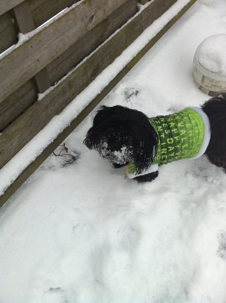 Sneeuw is Dolle pret met Spike