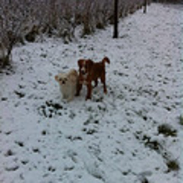 Sandy en Diva in de sneeuw