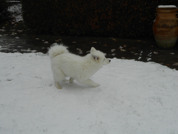 mikai in sneeuw