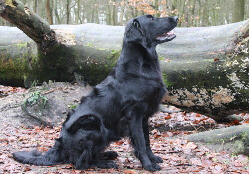 Flat Coated Retriever