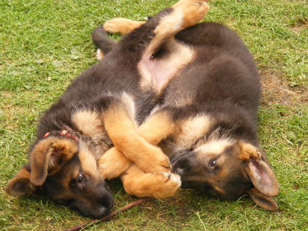 Een of twee honden