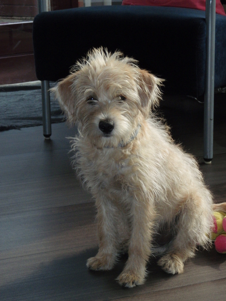 Honden foto: Hollandse Smoushond