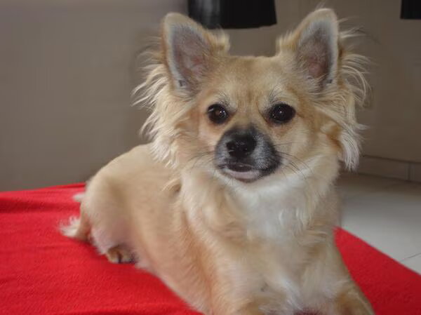 Chihuahua