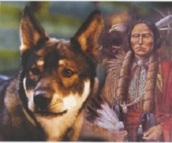 American Indian Dog