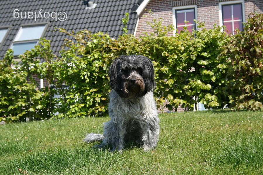 Schapendoes