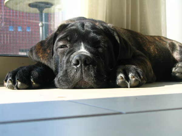Cane Corso Italiano
