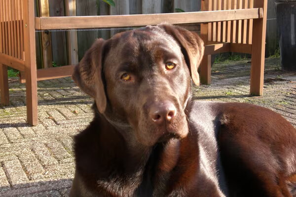 Labrador