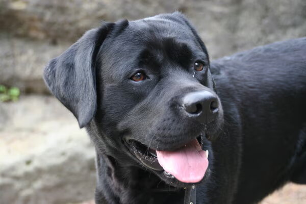 Labrador