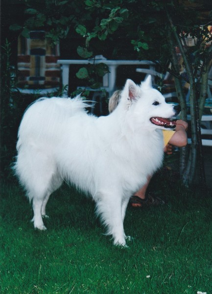 Grote Keeshond, wit