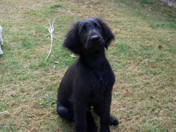 Flat Coated Retriever