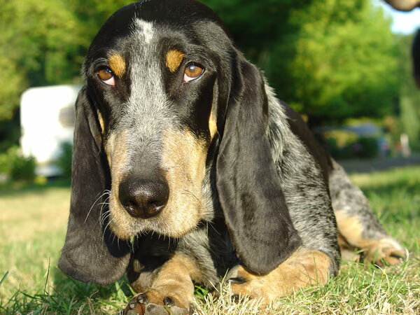 Basset Blue de Gascogne