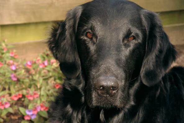 Flat Coated Retriever