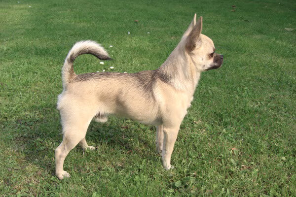 Chihuahua