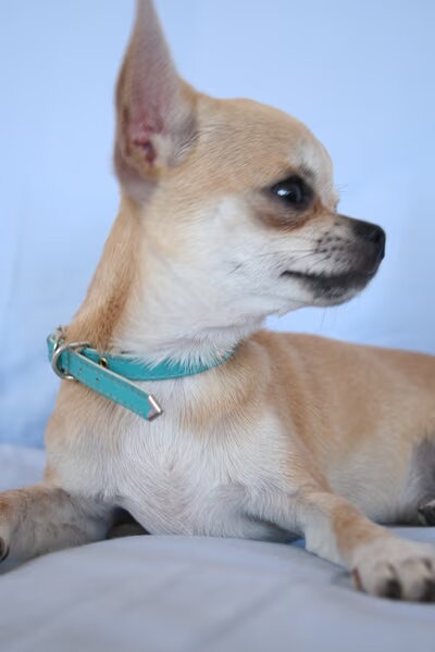 Chihuahua