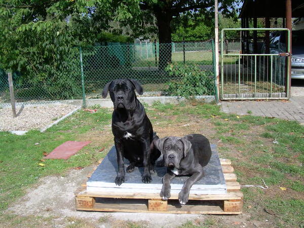 Cane Corso Italiano