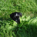 Tommie net een paar weken probeert zich te verstoppen achter een plantje in het gras