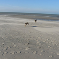 Hier zie je Cleo & Achilles lekker rondrennen op het strand... Achilles rende keihard achter Cleo aan en je kan Cleo bijna zien denken: I have to run for my Life!!!! (weg bij die grote rothond..hihi!:))