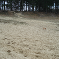 Jaren geleden ging ik met mijn zoon spelen op deze grote zandvlakte, hij noemde het zijn grote zandbak.
Nu ga ik met Puck naar dezelfde plaats, weer geniet ik van de uitbundigheid waarmee zij ook hier spelen en rennen kan.