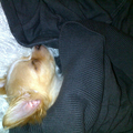 Deze foto is gemaakt dat hij de eerste nacht bij ons sliep.. Het was best wel koud dus hebben we hem onder de dekens gedaan.. En dat vond hij heerlijk!! :-)