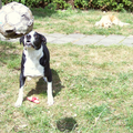 Spike in actie, met luie Matchy op de achtergrond! : - )