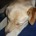 Mijn lieve hond Jenna, een labrador van 8 jaar. Is wel in voor een dutje, en al helemaal na een eind wandelen.
Dit is dan het resultaat.

~stem op ons :)~