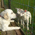 lammetjes