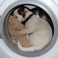 Mijn pup van 5 maanden helpt elke keer om de was uit de machine te halen. Hij vindt dit super! Wanneer de wasmachine stopt met draaien, begint zijn staartje al te draaien van ongeduld...