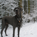 Sneeuw is zijn favo hobby! Heerlijk wandelen in het bos met de kerstdagen