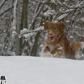 Yori vindt het heeeerlijk om door de sneeuw te rennen! :-D