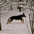 Hier loopt Arco voor het eerst los in de sneeuw. Hij vond het helemaal geweldig, maar was in het begin toch wat voorzichtig.