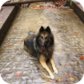 Dit is Vito, de tervuerense herder van mijn ouders... Hij ligt OP het water... Dus stiekum toch een beetje bang???
