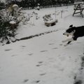 wat sneeuw al niet kan doen met een hond 