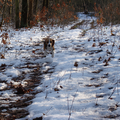 Bailey in het bos.