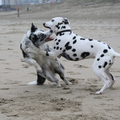 Spelen op het strand tijdens HP-wandeling. Dit was toch wel haar vaste vriendje die middag.